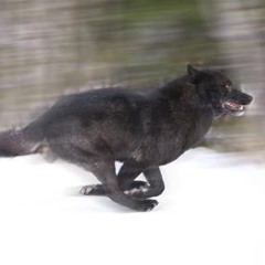 Omega Wolf- Run Alone