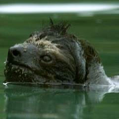 ryan's rotation ~ monday mix #152 ~ 12-5-16