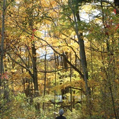 A Patch Of Light On The Forest Floor