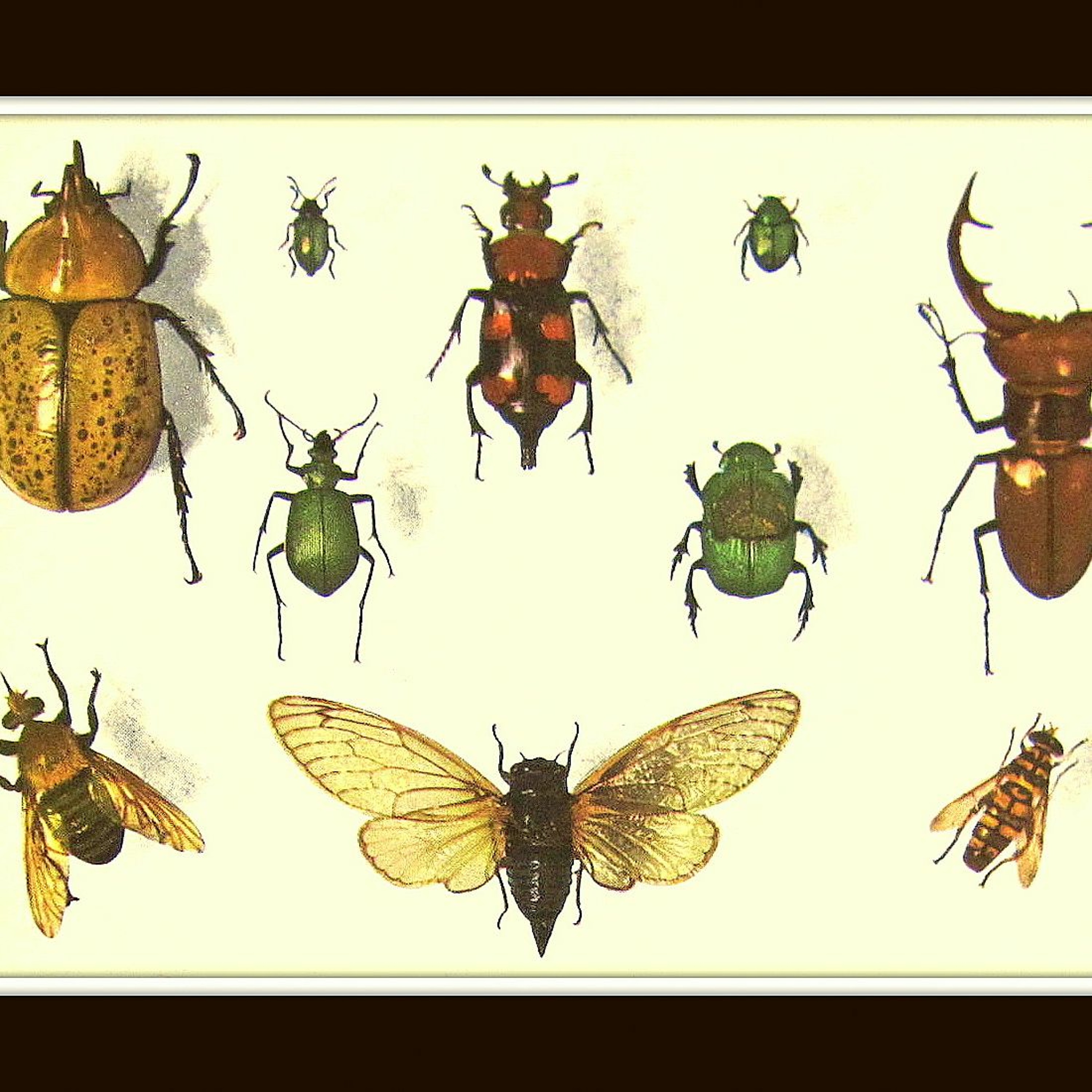 Bugs ! - Bill Austin and Jeff Singh episode artwork