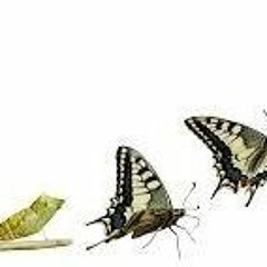 Asylum of the Righteous Butterfly