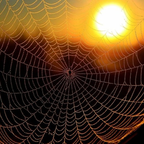 Astronobios - Spider Web