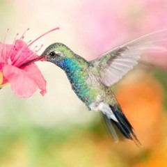 Beija Flor by Udiyana Bandha