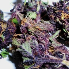 Chill & Blaze