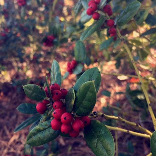 Natural Seeds and Berries [Prod. by sol.theory]