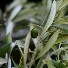 The Burning Of The Olive Branch