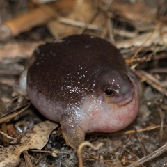 Turtle frogs at Bold Park Nov 2016