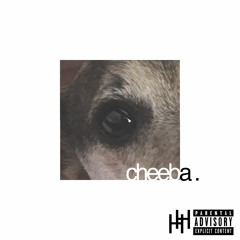 5 Jack Russell Terrier