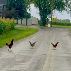 Madden Road Folk Song