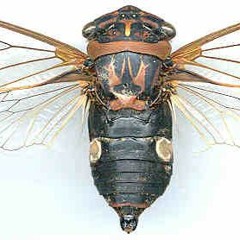 Cicadata(Disquiet Junto Project 0258: Sonic Climate)