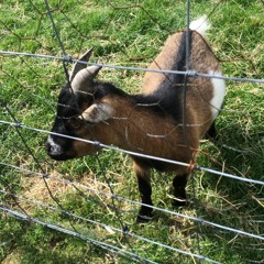 The One That Didnt Get Away