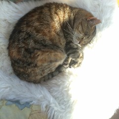 Pussy Cat Princess Parade