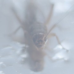 Över Ändlösa Djup