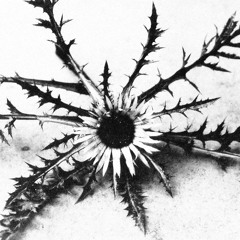 ›Schöne Freiheit‹ Kassablanca Jena 23.11.2016