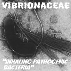 Vibrionaceae - Biological Horror