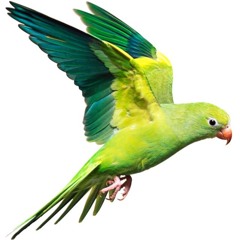 Ovo Del Lucero