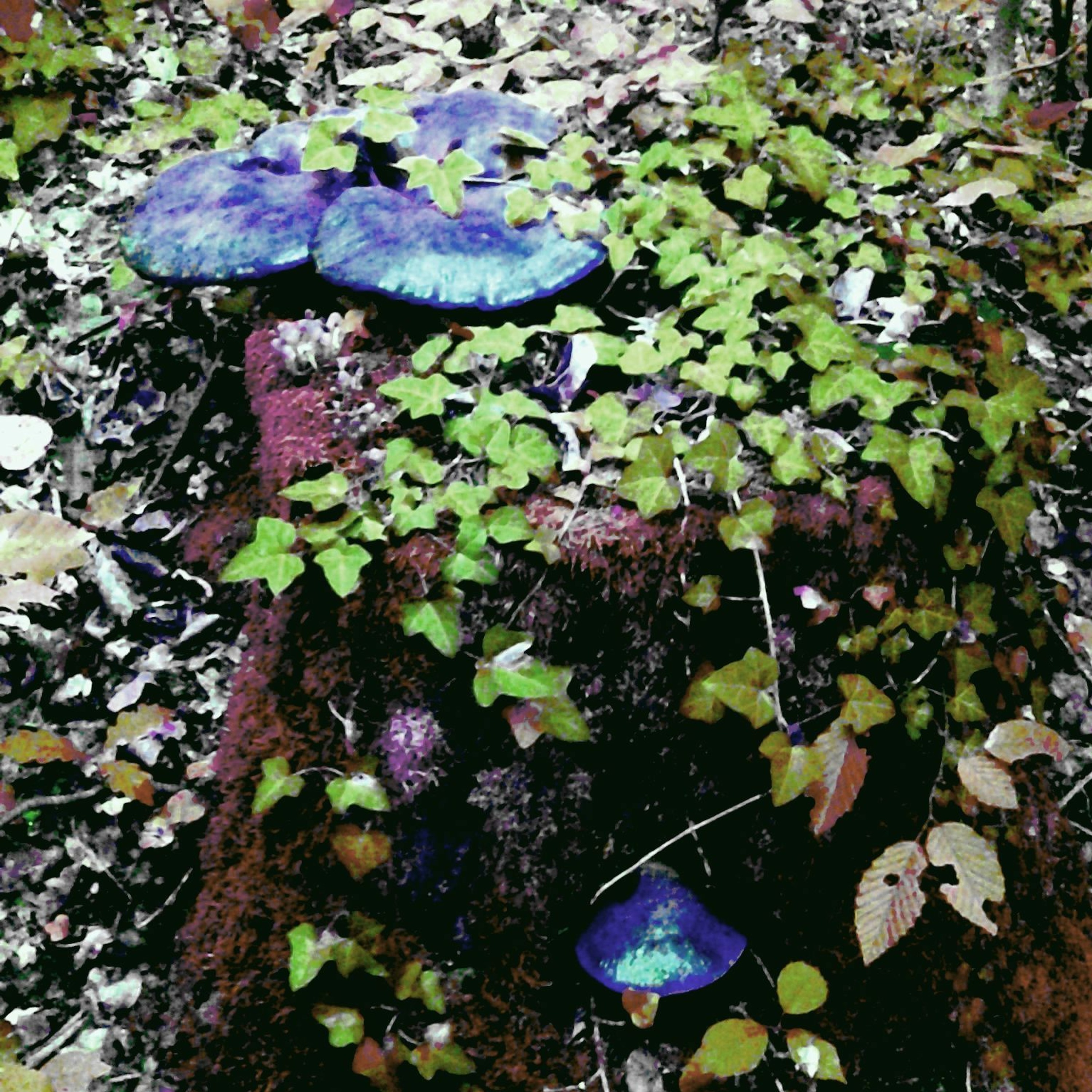 Mushrooms episode artwork