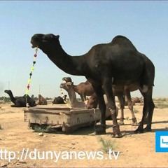 Amazing Camel Reposted In The Wrong Neighborhood