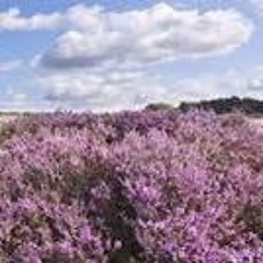 De Paarse Heide - Bredaas Volkslied