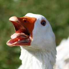 Sauce For The Goose - Mixed By Panty Snort