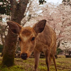 היא תמצא אותך בסוף