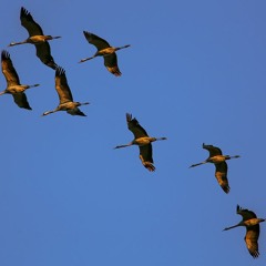 Der Zug Der Kraniche