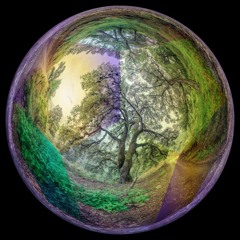 Buscando -Ojo de pez