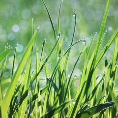Verdure3(Royalty Free Music)