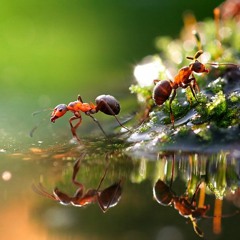 By Choice (Hairetikos)