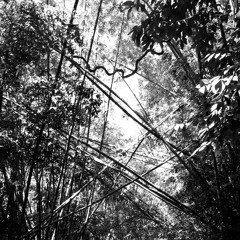 Theme From Tristes Tropiques / Avian Modulations / Life In The Canopy