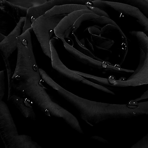 Black Rose (Music by Dennis Tschirner)