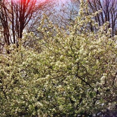 Ffunny Ffrends (Unknown Mortal Orchestra cover)