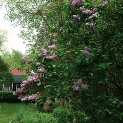 Lilacs