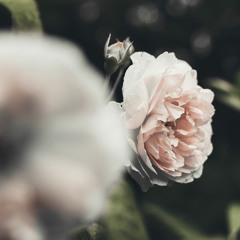 Illusion (feat. Macy) (prod. by Jonny)