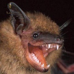 Happy Savage Mix