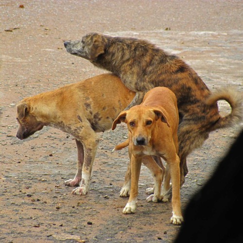 MC Menor Da VG, MC Brinquedo, MC MN e MC Caio - Não Perde Tempo ( DJ G5 ) 2017