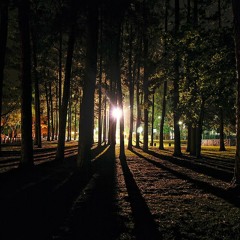 Dark Paradise