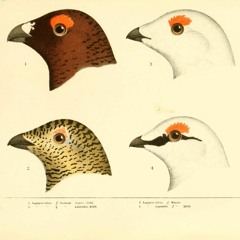 What's The Coolest Species Name?