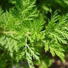 The Night Before Christmas