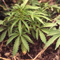 Ebnet diese neue Studie den Weg zur Legalisierung von Cannabis?