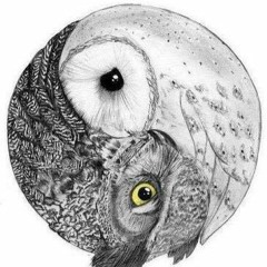 Black & White Owl