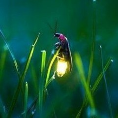 oldwings
