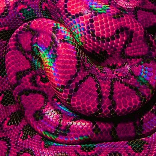 Ophiuchus, The Serpent Charmer & The 13 Rays