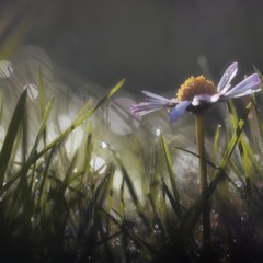 سورة الأحقاف تلاوة للقارئ عبدالله الخلف