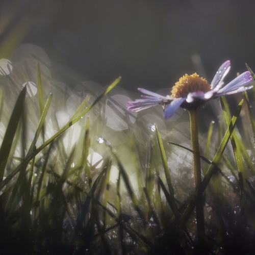 سورة الأحقاف تلاوة للقارئ عبدالله الخلف