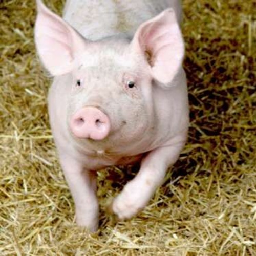 La Côte, élevage de porcs sur paille