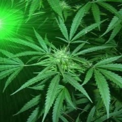 Geckohunter feat Onkel Schoko - Puff Puff Pass Kiffersong