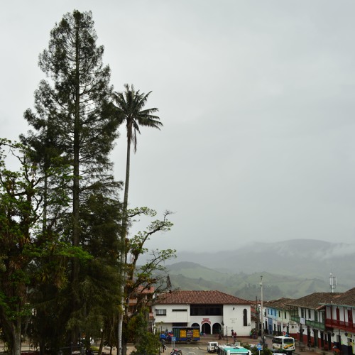 El secoya de Sonsón, árbol gigante y símbolo del municipio