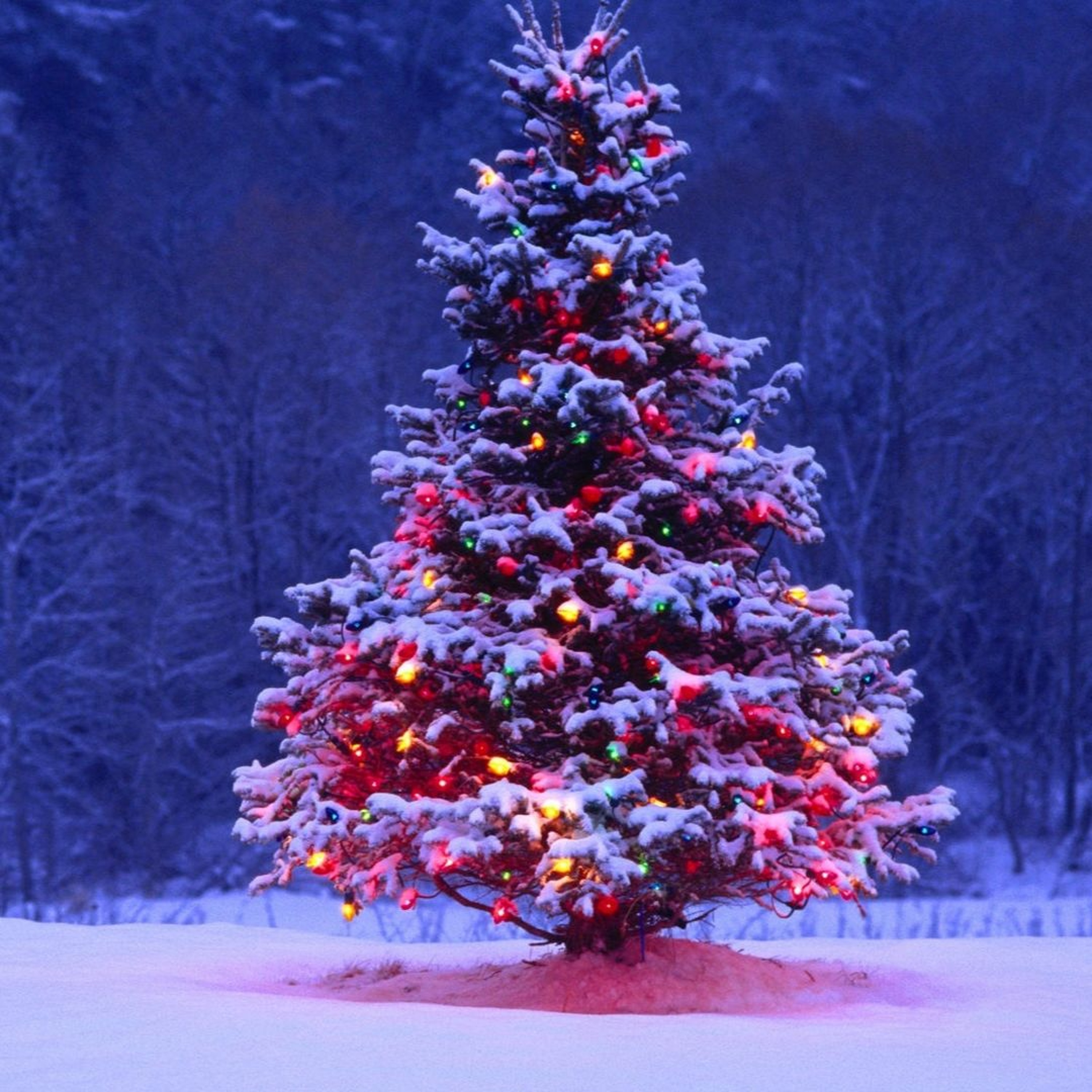 Pod 14 the shortest one of the year and Why I like Christmas