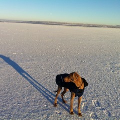 Aron Grape - En Jul Utan Dig 2014